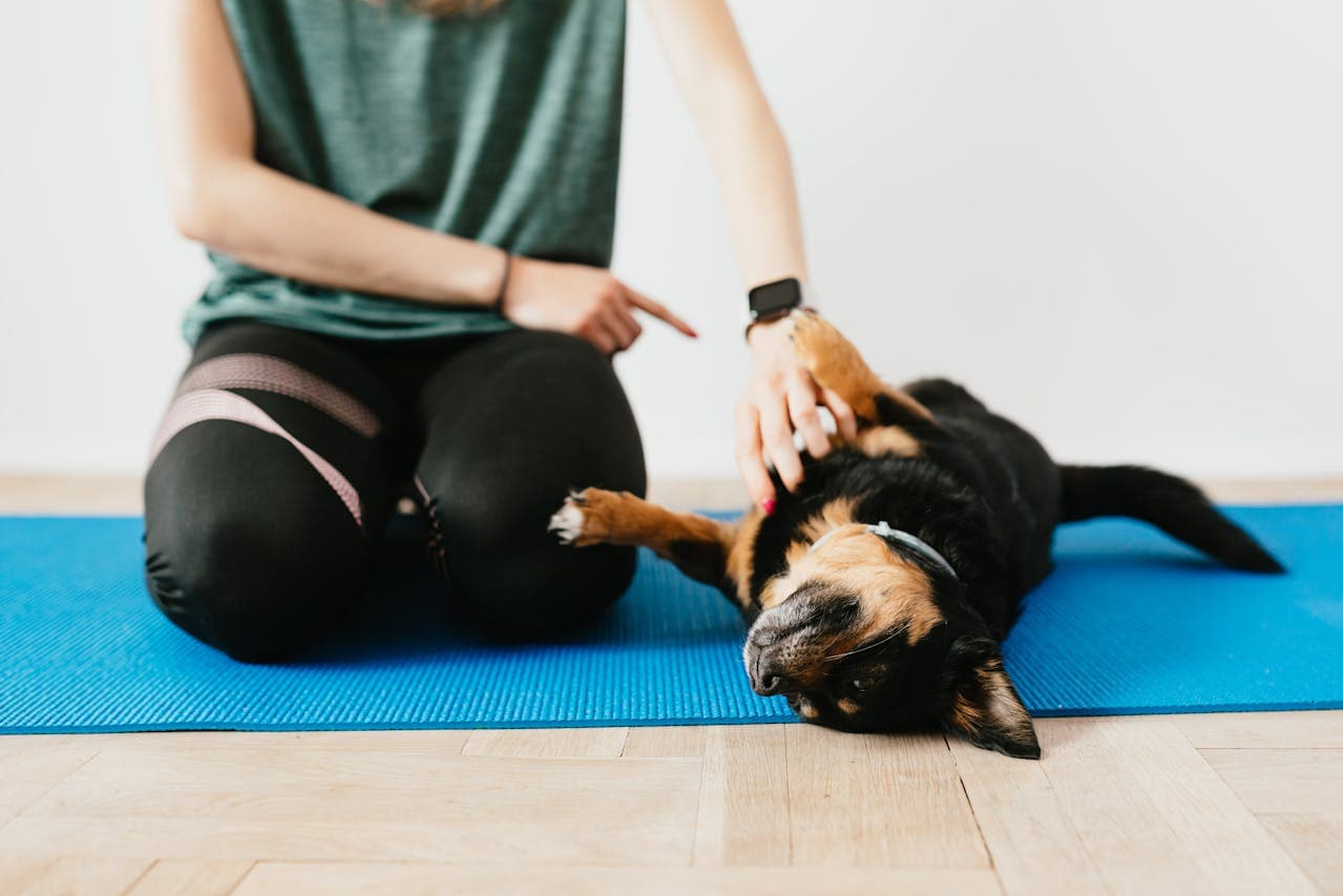 How to Determine the Right Exercise Schedule for Your Pet