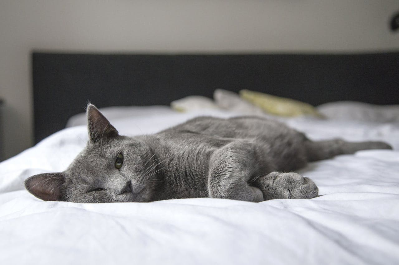 How to Care for a Senior Cat (Daily Checklist)