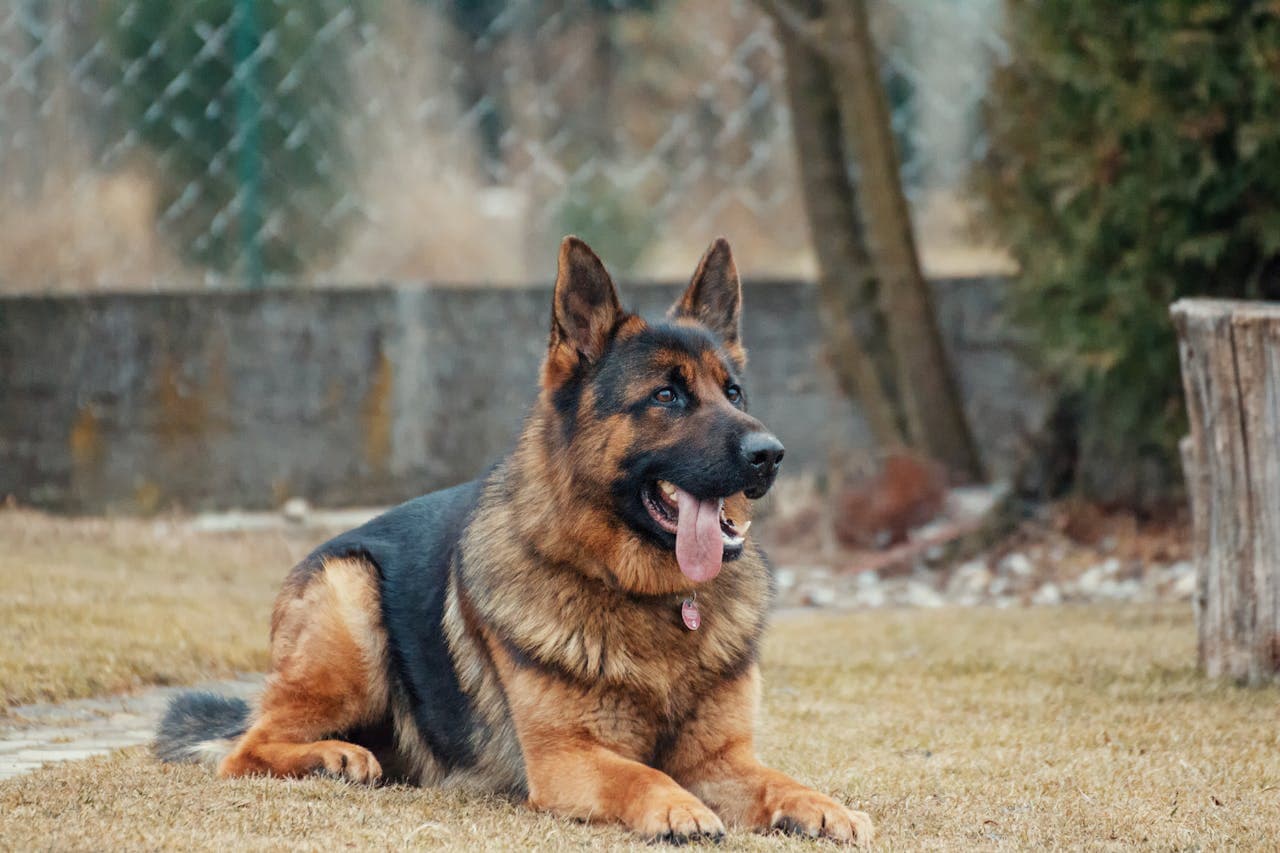 German Shepherd - Dog Breed