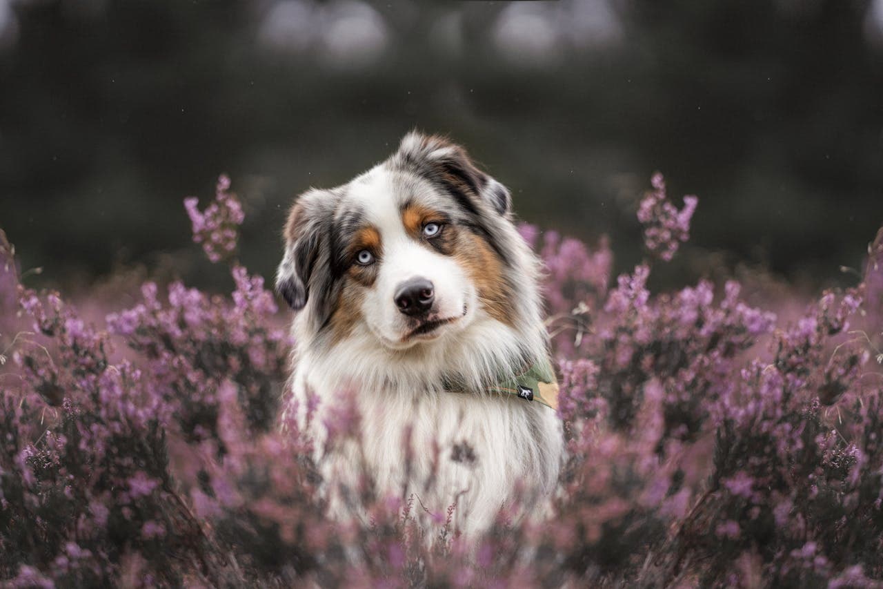 Australian Shepherd - Dog Breed