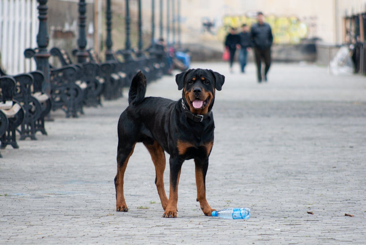 Rottweiler - Dog Breed