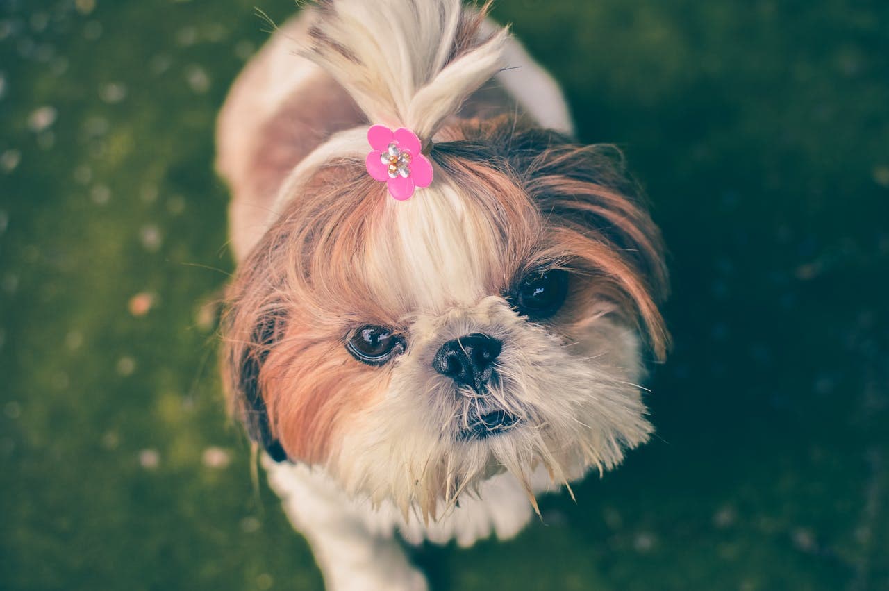 Shih Tzu - Dog Breed