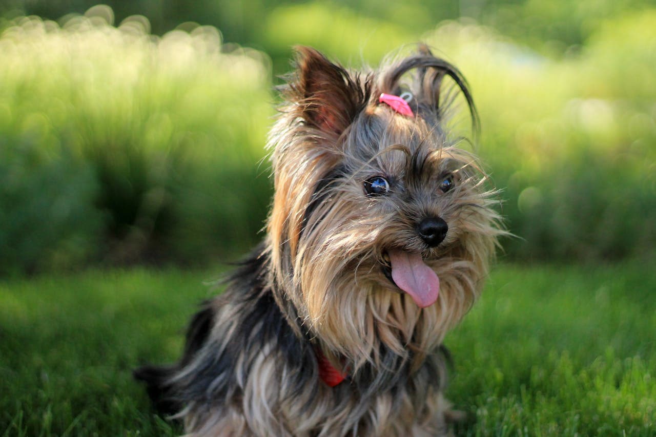 Yorkshire Terrier - Dog Breed