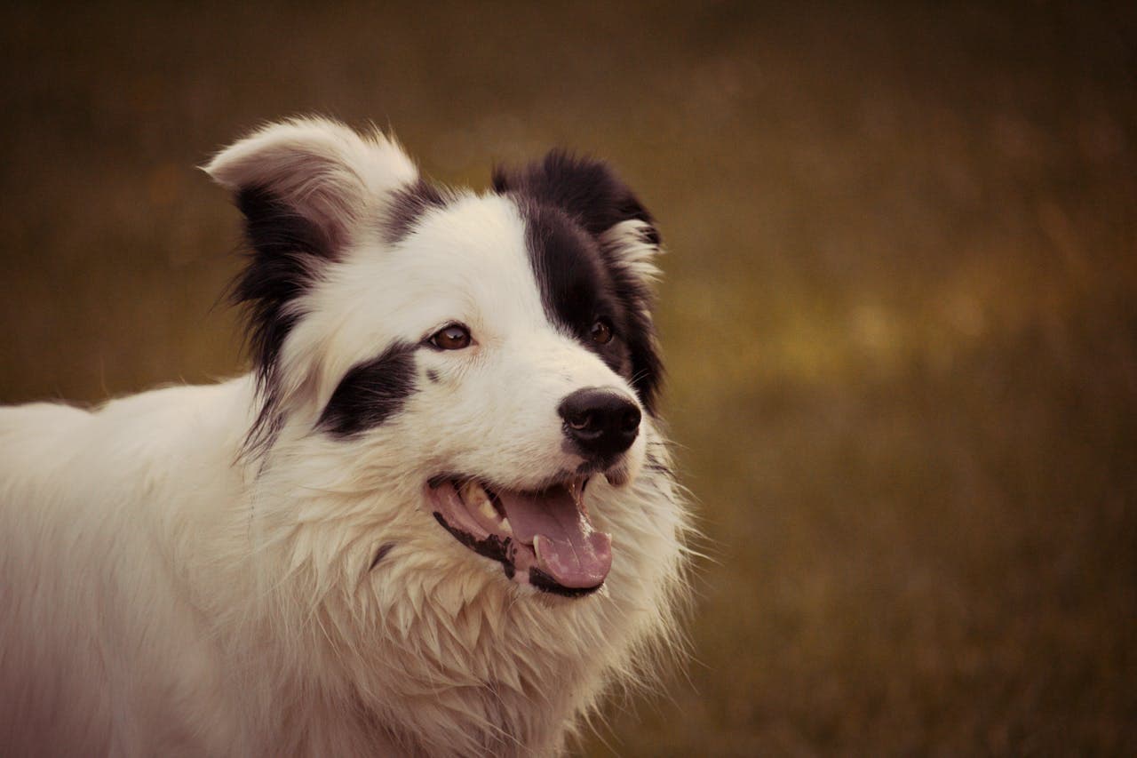 Border Collie - Dog Breed