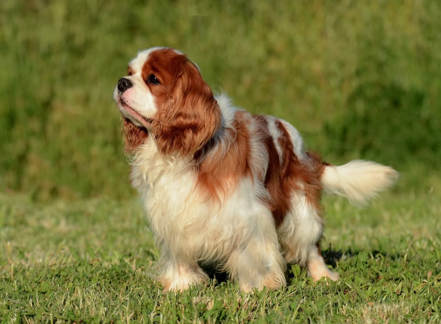 Cavalier King Charles Spaniel - Dog Breed