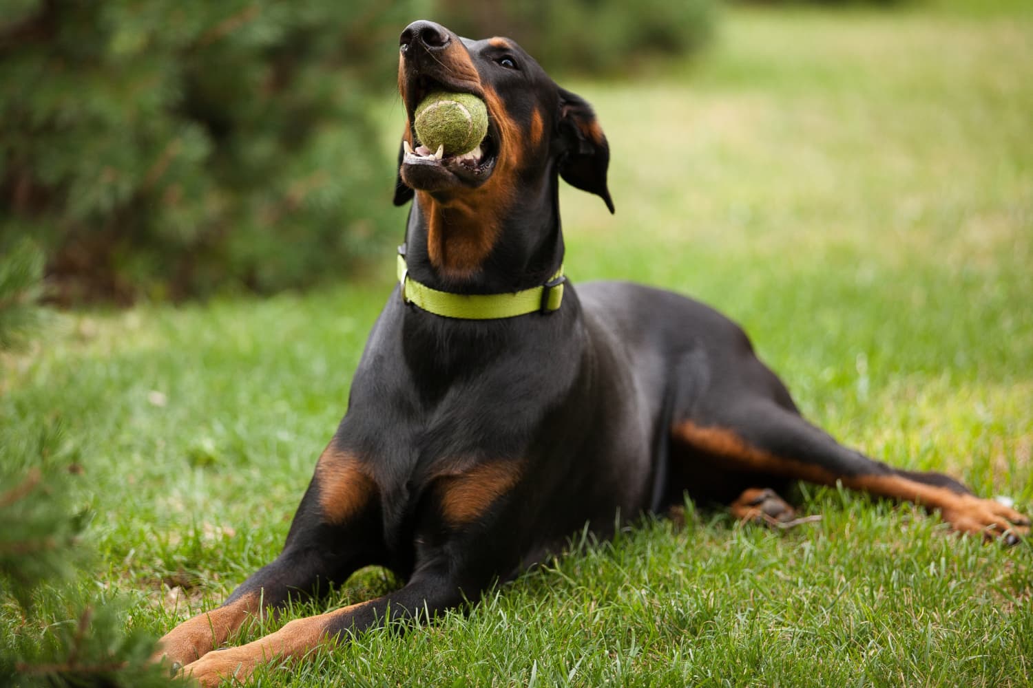 Doberman Pinscher - Dog Breed