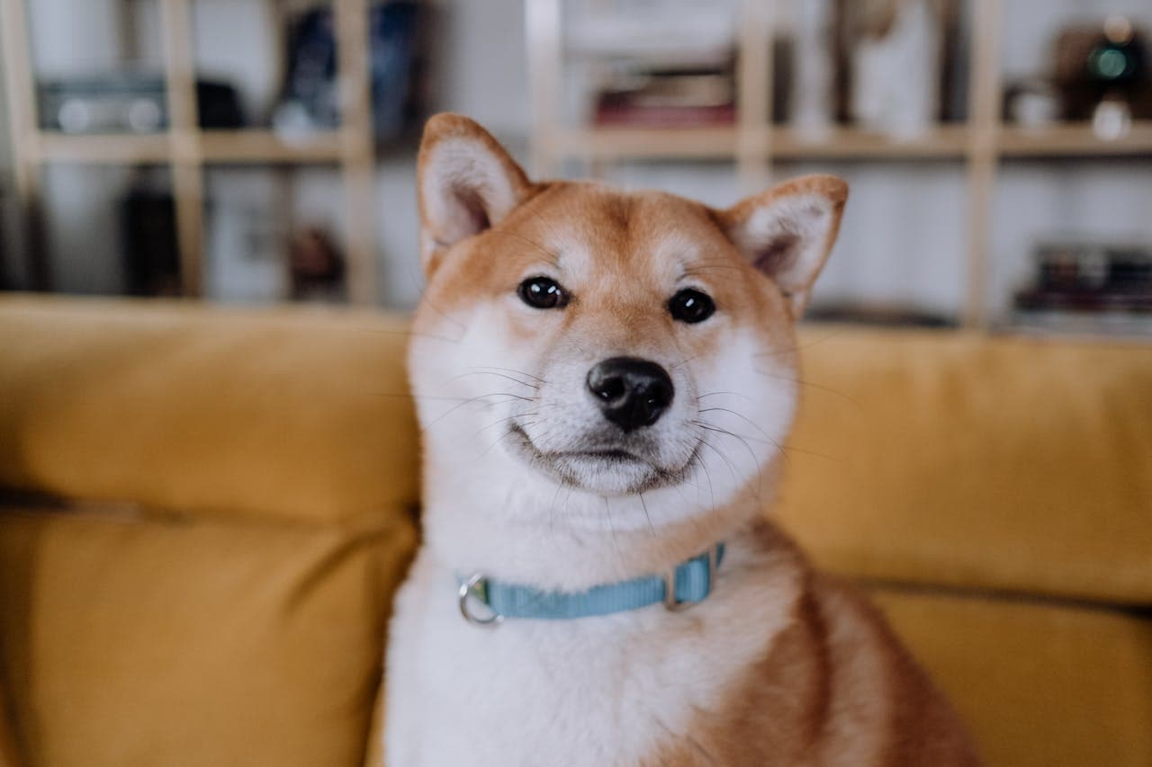 Shiba Inu - Dog Breed
