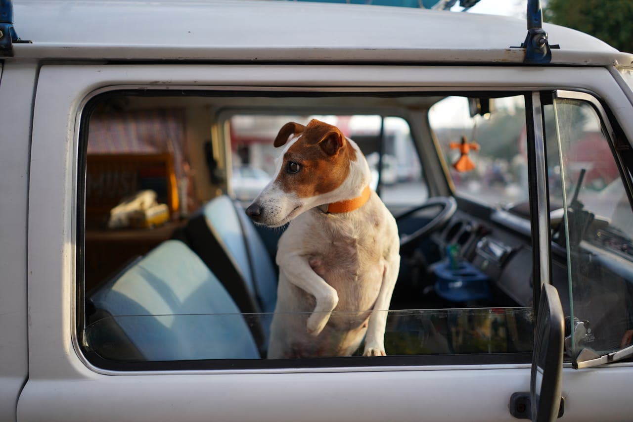 A dog looking out of a car window, representing mobile pet care services that bring professional care to your home