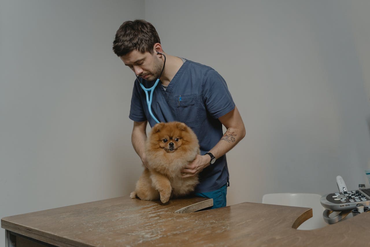 A veterinarian examining a pet in a clinic, demonstrating professional pet care services for cat owners to evaluate