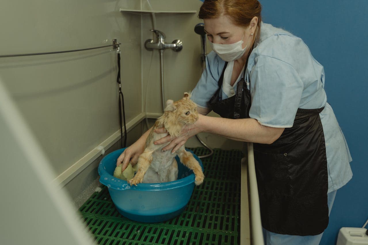 A professional groomer providing pet grooming services to a cat, demonstrating the difference between grooming and basic pet care
