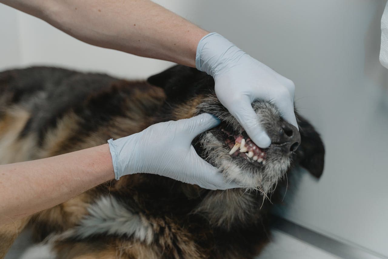 How to Brush Your Pet's Teeth Properly