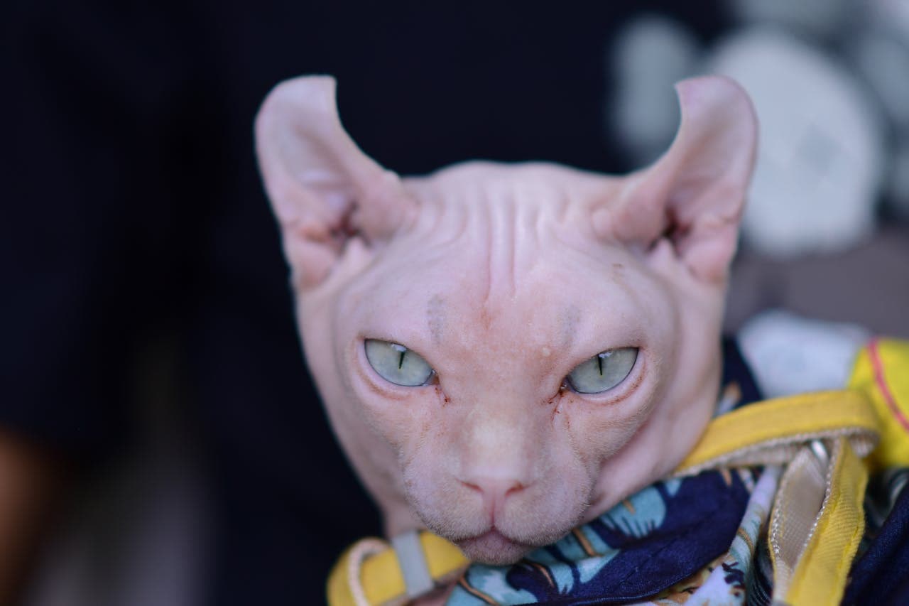 How to Detect Skin Issues Early (Hotspots, Dandruff, Itching)