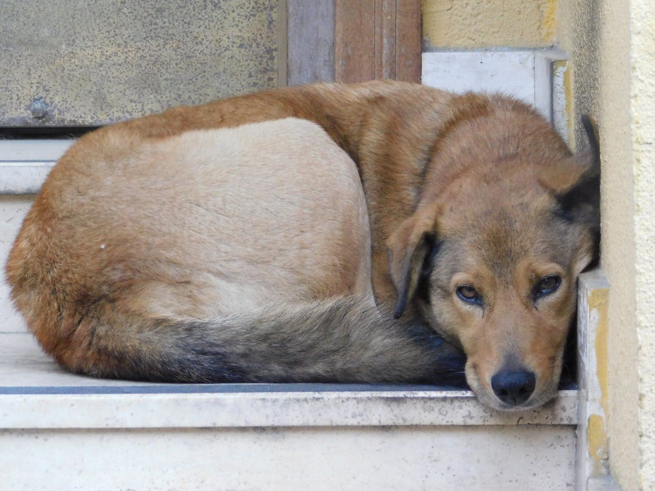 How to Handle a Lost Pet Emergency (Step-by-Step)