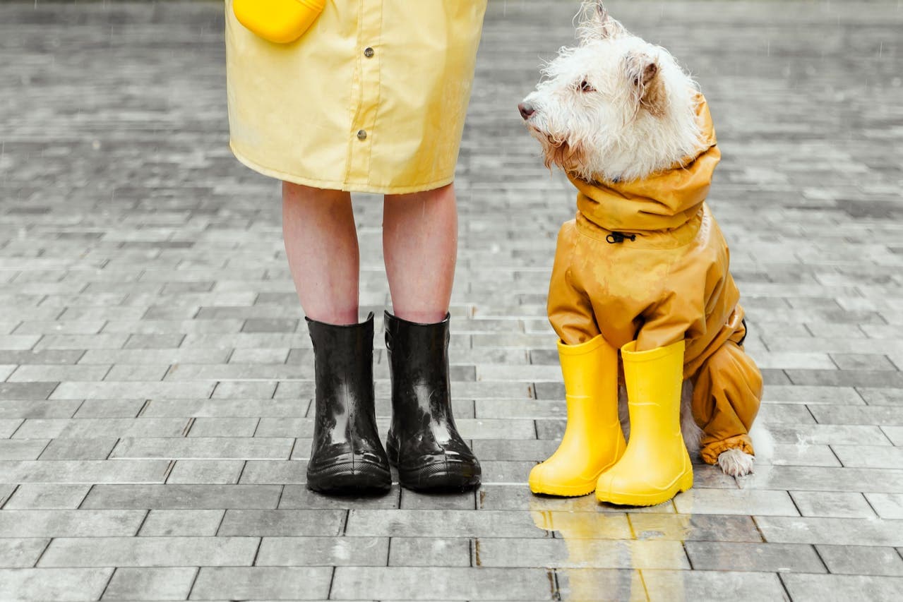 How to Prepare Pets for Monsoon Season