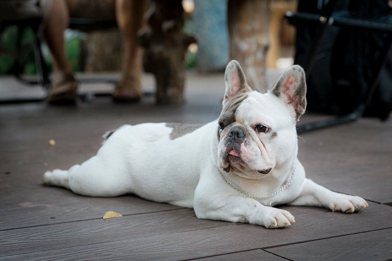 French Bulldog dog breed