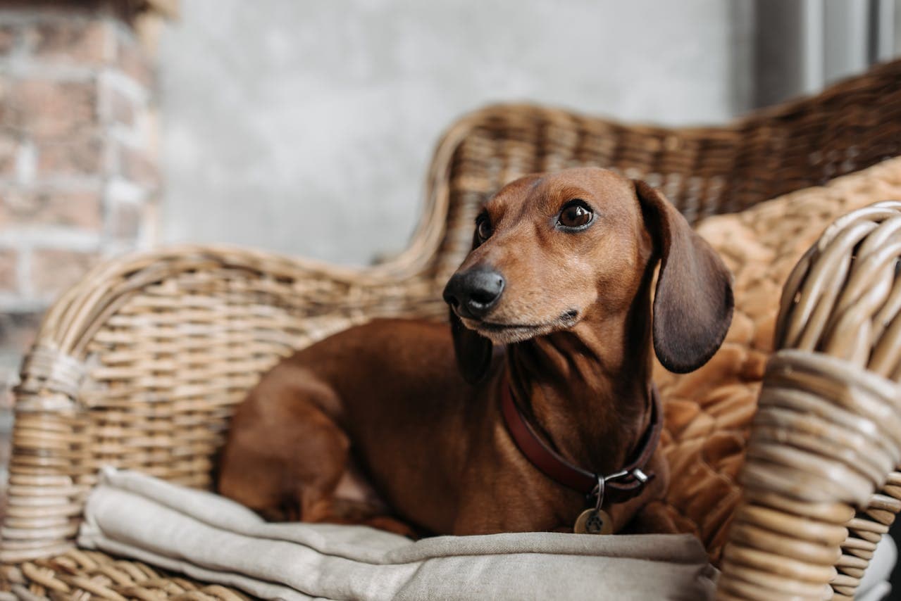 Dachshund dog breed