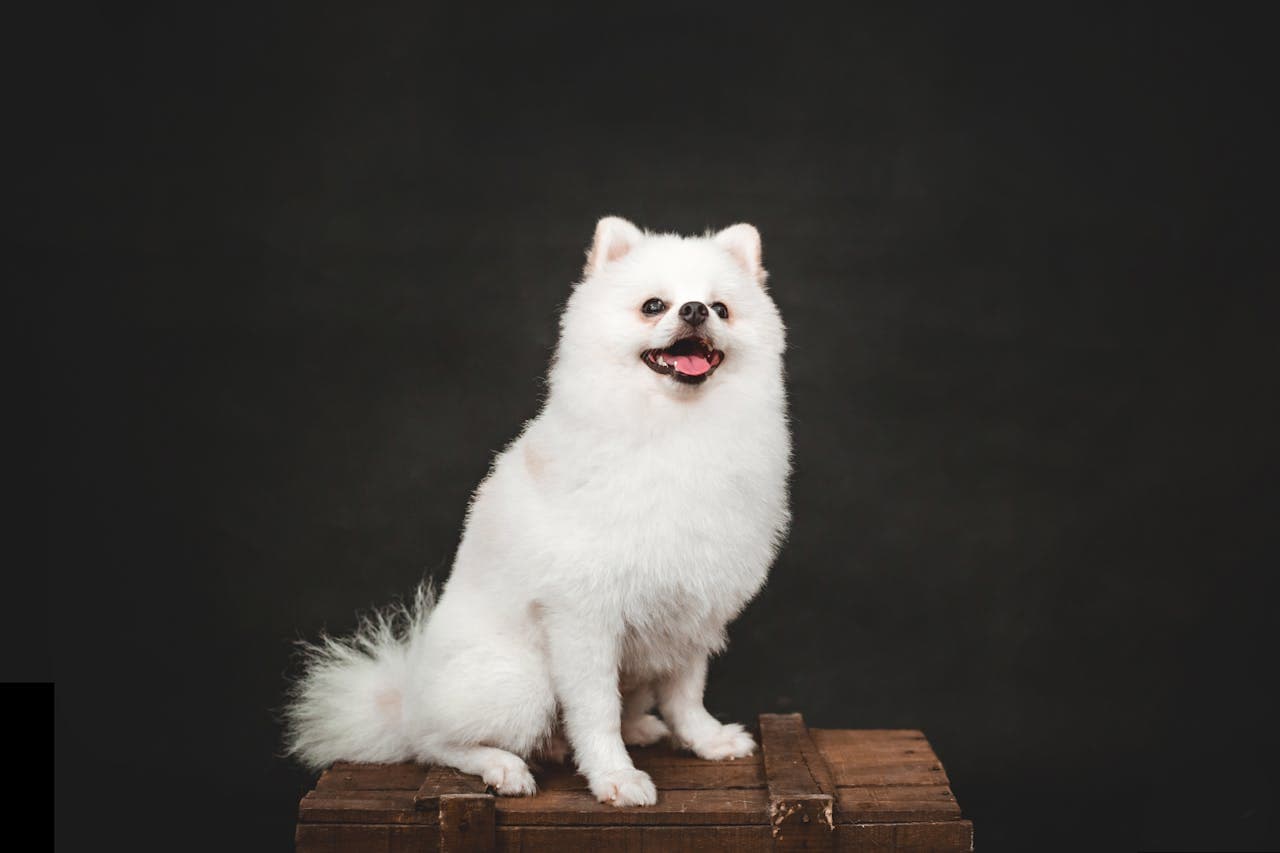 Pomeranian dog breed