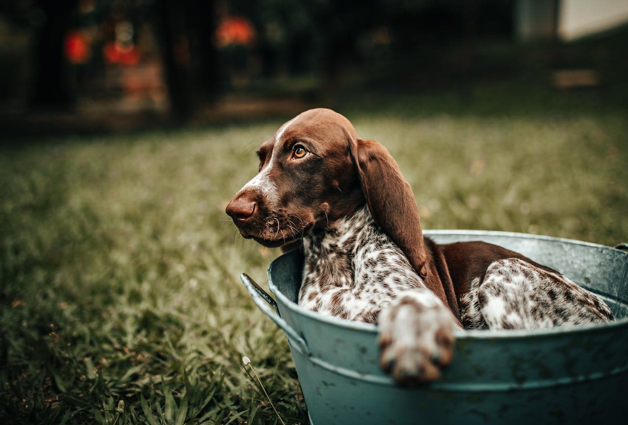 German Shorthaired Pointer dog breed