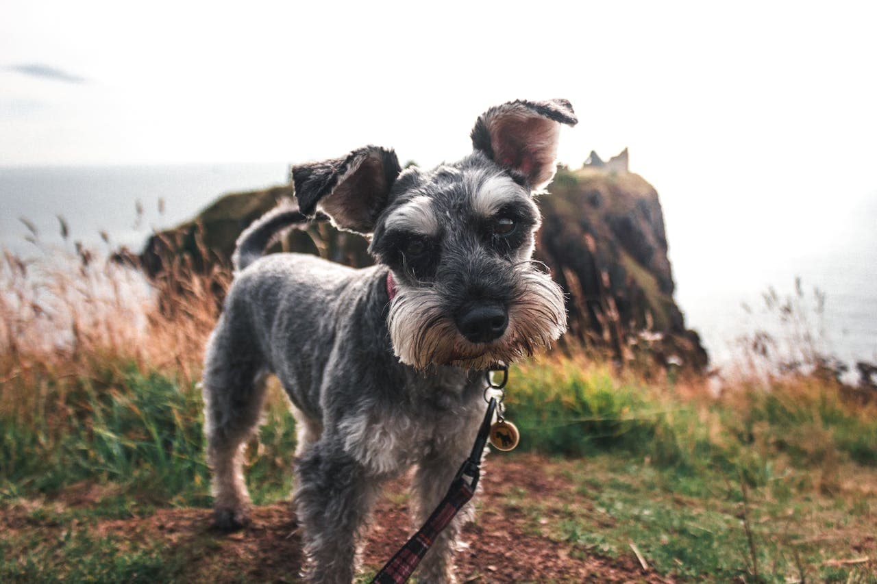 Miniature Schnauzer dog breed